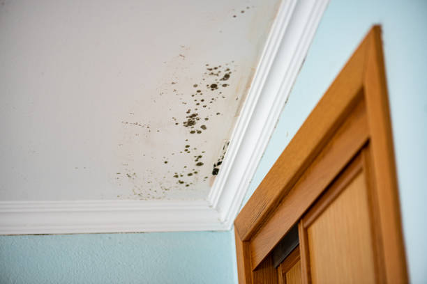 Best Crawl Space Mold Removal  in Sheridan, AR