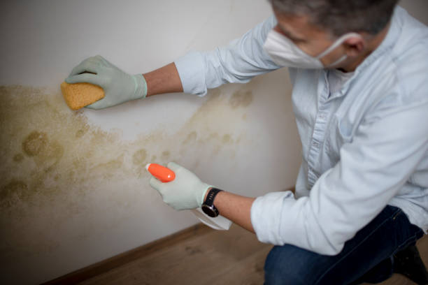 Best Certified Mold Removal  in Sheridan, AR
