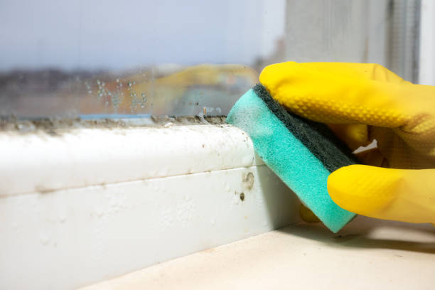Best Mold Damage Repair  in Sheridan, AR