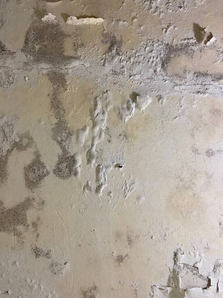 Reliable Sheridan, AR Mold Removal Solutions