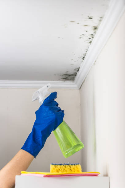 Best Residential Mold Removal  in Sheridan, AR