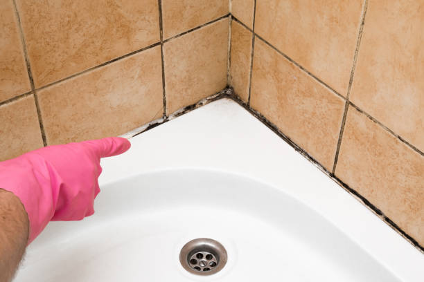 Best Black Mold Removal  in Sheridan, AR